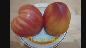 ТОМАТЫ. КАТАЛОГ  томатов на 2025 год.  г. Киров