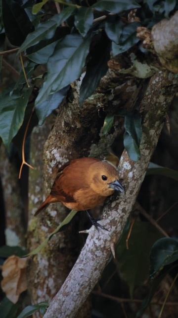 Parlotera malcasada (Tachyphonus rufus) #aves #birds #naturephotography #nature #birdphotography смотреть онлайн