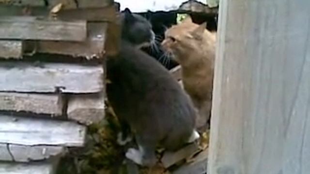 Говорящие коты смотреть онлайн