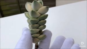 Crassula cv Moonglow