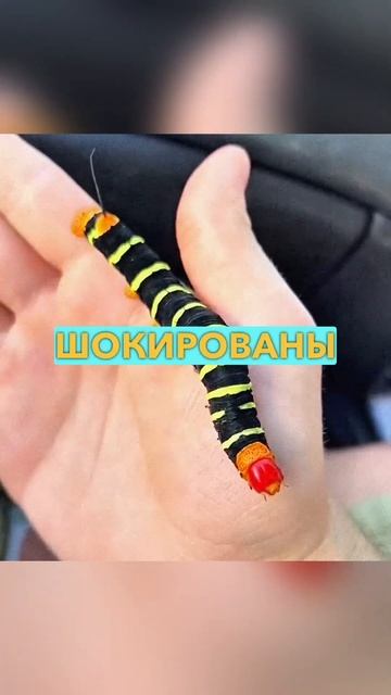 Не Трогай ЭТУ ШТУКУ Руками 🐛😱 (что будет) ✨ #шортс #факты #волосатая #гусеница #интересное