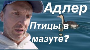 ВЛОГ Птицы в мазуте / Адлер / Чистое море / Большой Сочи