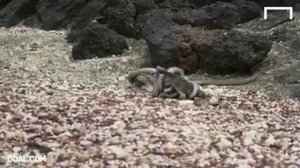 Как животные защищаются