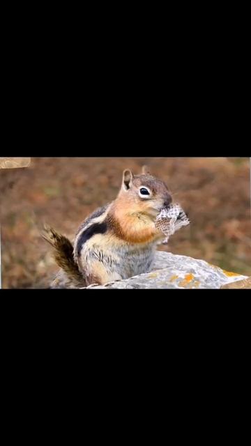 Зачем белки жуют кожу змей #shorts смотреть онлайн