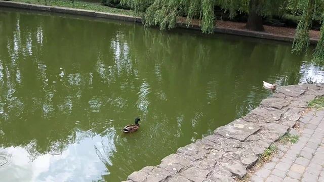 2018.06.30 10:47:48 краснодар утки смотреть онлайн