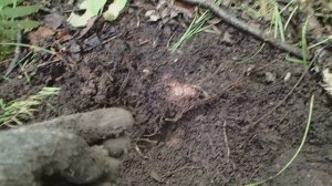 Новое место. Коп по ЧЖУРДЖЭНЯМ, ГОЛЬДАМ в Приморском крае.