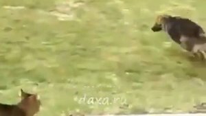 Кошачий дрифт