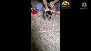 OMG!!!The baby monkey was very scared and screamed loudly when he saw the robot for the first time