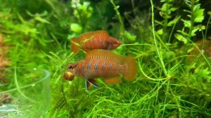 Бадис Скарлет красный (Dario dario (Badis sp. Scarlet))