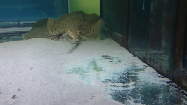 menchacai2 смотреть онлайн