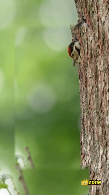 Best moment cute animals videos compilation #cutepets #funnypets #pets #cutedogs #shorts .