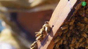 Цивилизация Пчёл