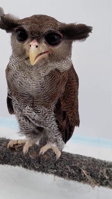 Behind The Scene - Eagle Owl-Quest
