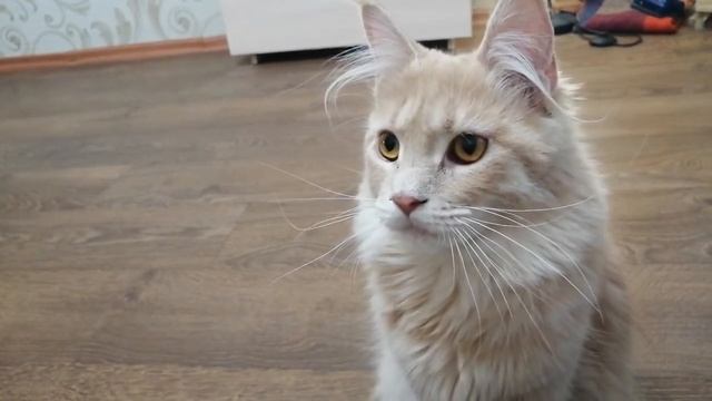 Кошка 5 минут смотреть онлайн