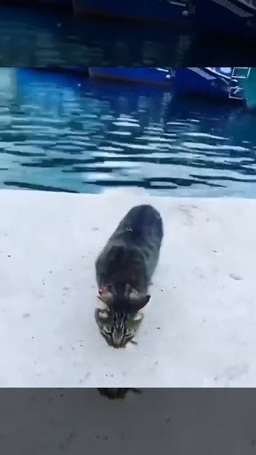 Морской котик смотреть онлайн