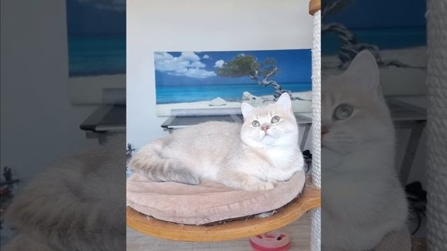 Британский мальчик Каскад смотреть онлайн