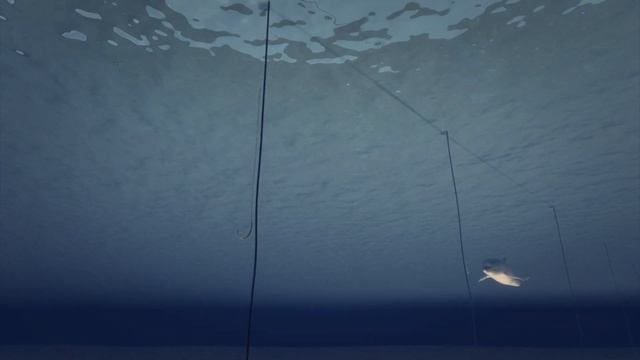 Shark culling: Australia to use baited drum lines to kill sharks смотреть онлайн