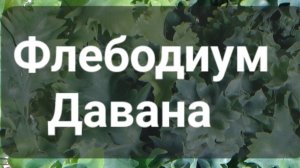Флебодиум Давана пересадка с фитиля