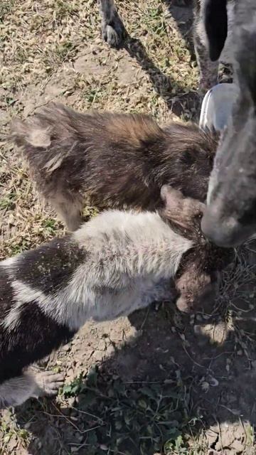 Что за болезнь!? это брошеные собаки в Астрахани #астрахань #help #animals #dog #pets #щенок #home смотреть онлайн