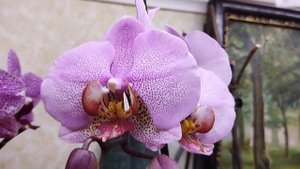 ОРХИДЕЯ -- "FORMATION" или "PINK DRAGON"? #orchid #phalaenopsis #орхидеи #фаленопсис #сорт #tbilisi