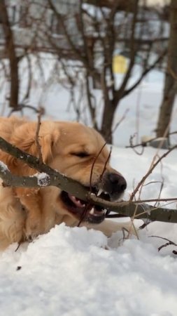 Золотистый ретривер Лея грызет веточки 😋