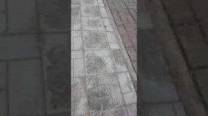 Мы нашли мёртвого голубя 😭