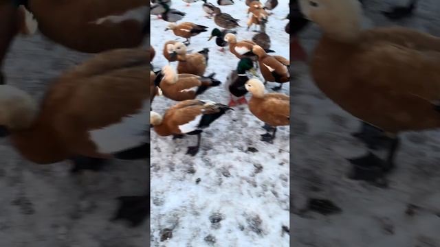 🦆 утки,парк Царицыно смотреть онлайн