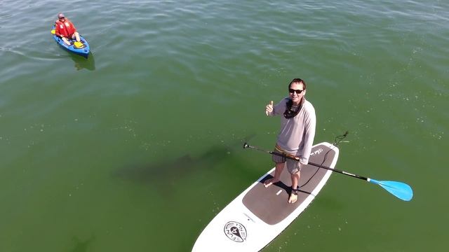White Shark Cruising Near SUP and Kayaks смотреть онлайн