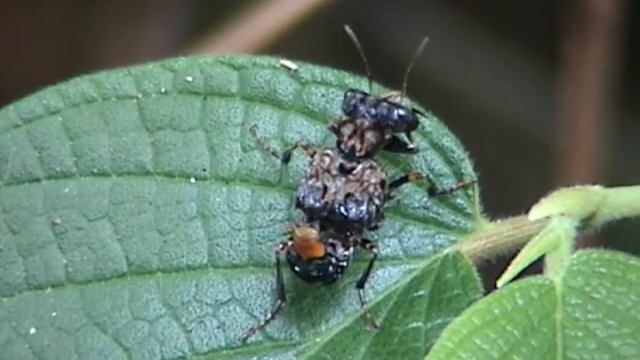 BESOURO-ESCORPIÃO - Leistotrophus versicolor - rove beetle - Staphylinidae смотреть онлайн