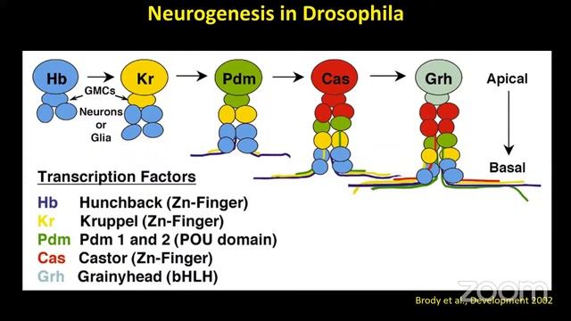 Vigyan Yatra for IISF 2020: Drosophila melanogaster as a model organism to study brain development смотреть онлайн