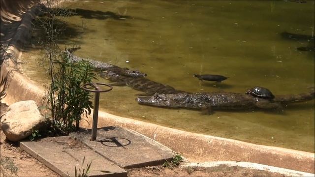 Friendship between alligator and turtle смотреть онлайн