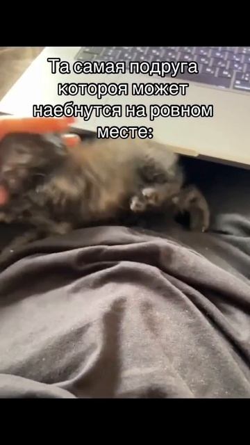 Клевер ты где, тут тебя показывают)) #дикийкот #квадробика #териан #therian #териантропы смотреть онлайн