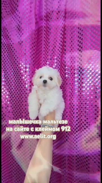 МалЫшечка-это щенок мальтезе девочка от 25.04.24❤️у неё есть две сестры, заходите на сайт aelit.org смотреть онлайн