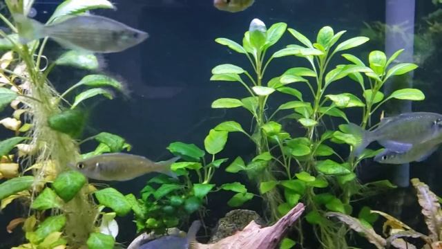 New Guinea and Emerald Rainbow Fish смотреть онлайн
