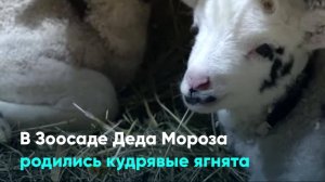 В Зоосаде Деда Мороза родились кудрявые ягнята