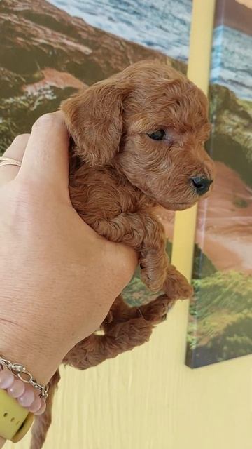 ПАРИЖ той-пудель ЦЕНА ЗДЕСЬ 👌Кастропуло Крым купить щенка продажа доставка по миру есть смотреть онлайн