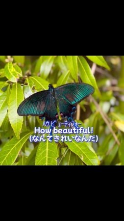 美しきカラスアゲハ。A beautiful butterfly in Japan #アゲハ #虫とり  #ナガサキアゲハ #ミカドアゲハ #モンキアゲハ #カラスアゲハ @hakuの教室