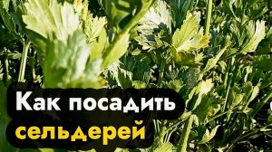 Как посадить сельдерей - от рассады до урожая