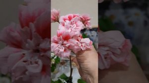ЕС-Императрица Уругвая, ЛА-Остара.