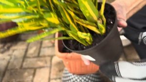 Croton Plant Care and Tips | Sunny Star Croton Plant  care and propagation tips |