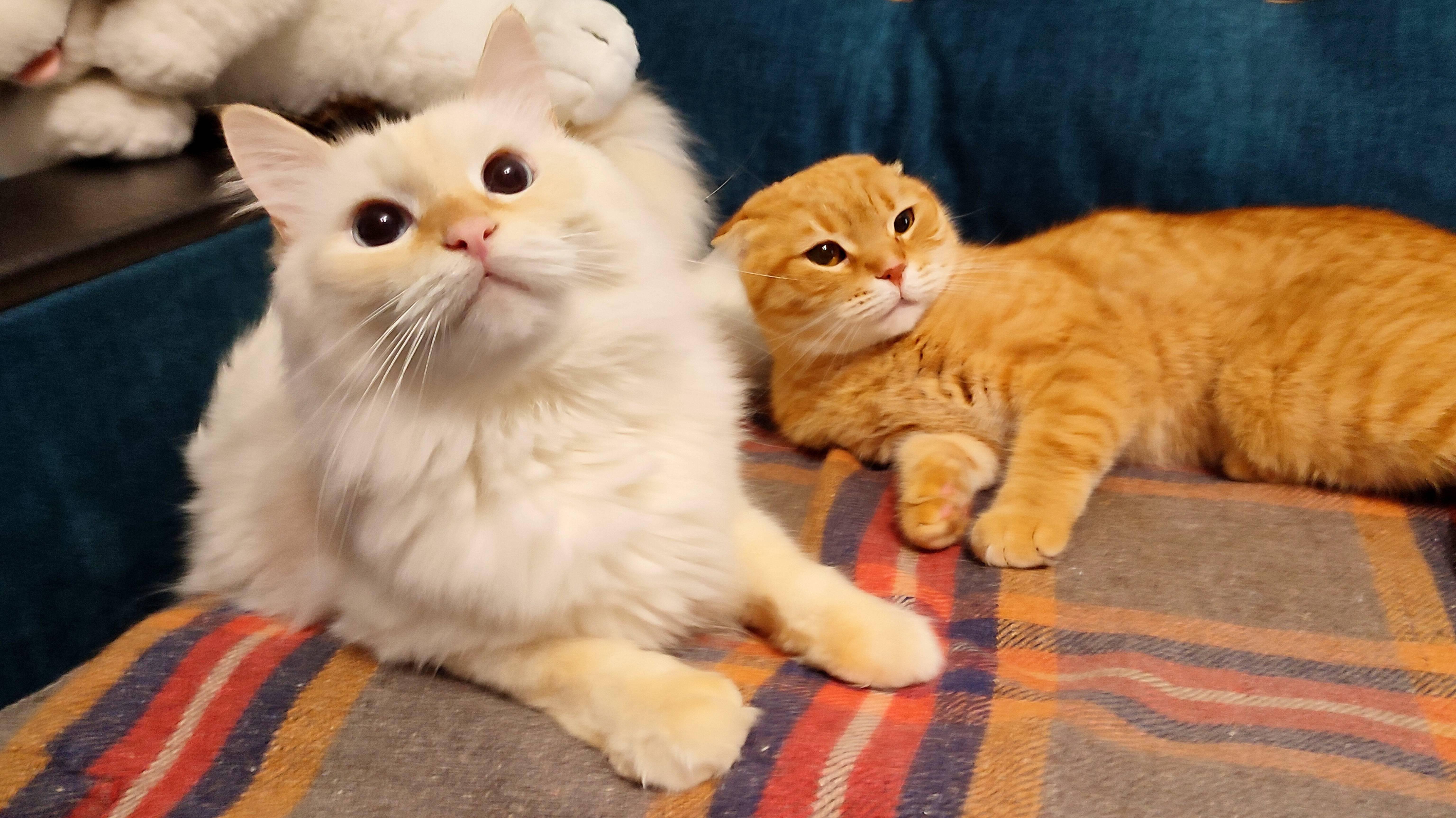 Кот Стёпа и кошка Тима играют с новой игрушкой