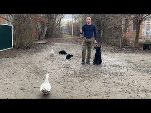 Дрессировка Щенка- Немецкая овчарка Ральф 4 месяца