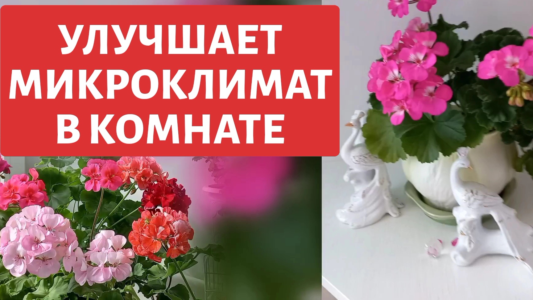 Пеларгонии. Кислородом насыщают воздух в комнате...#комнатноецветоводство #пеларгониигерань