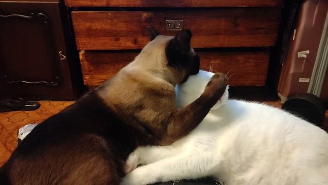 Коты обнимаются