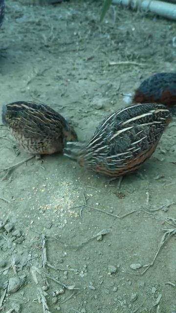 Angry Harlequin Quail! #5 смотреть онлайн