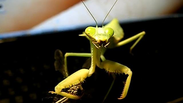 Rhombodera sp.Eatting Dragonfly смотреть онлайн