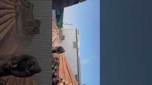 Снятие коры с лиственницы