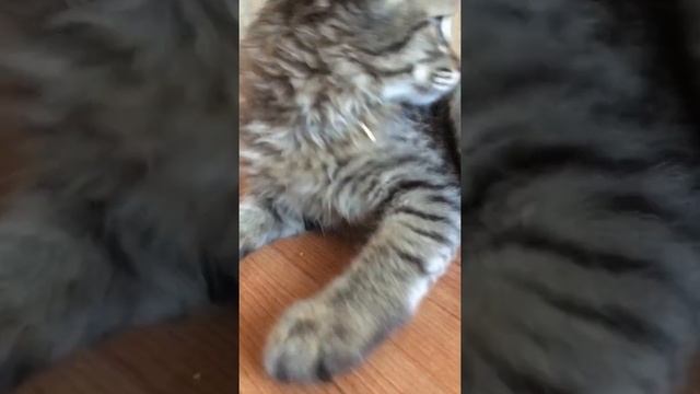 Кошка,ниндзя,ведро смотреть онлайн