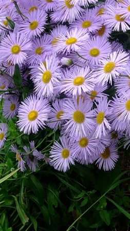 Ещё немного лета в 2008 году #ольга_дом_и_дача #дачакакесть #flowers #garden Нашла старый альбом😄