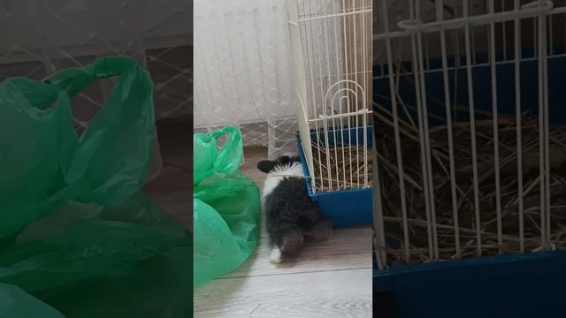 прятки от хозяена смотреть онлайн